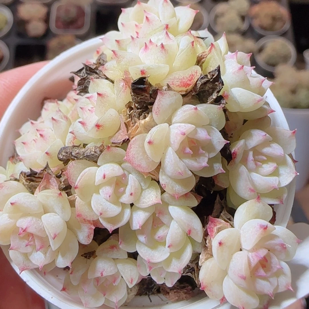 花语多肉1225-103散