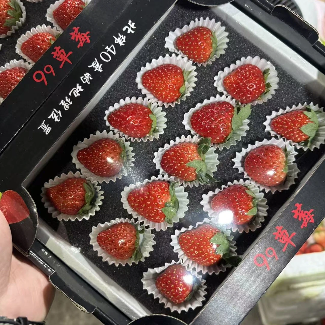 丹东九九草莓15粒小果辽宁省