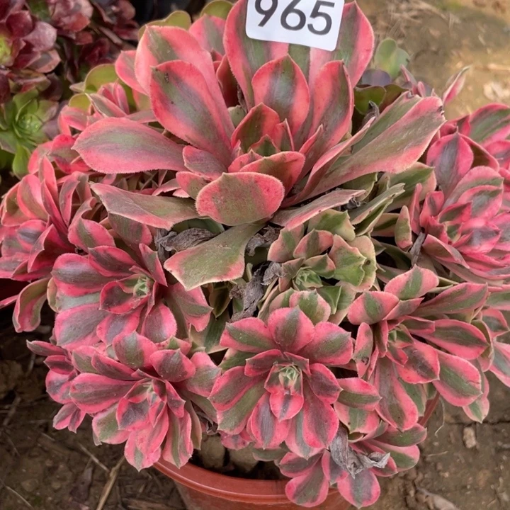 无花朵965多肉植物女妖