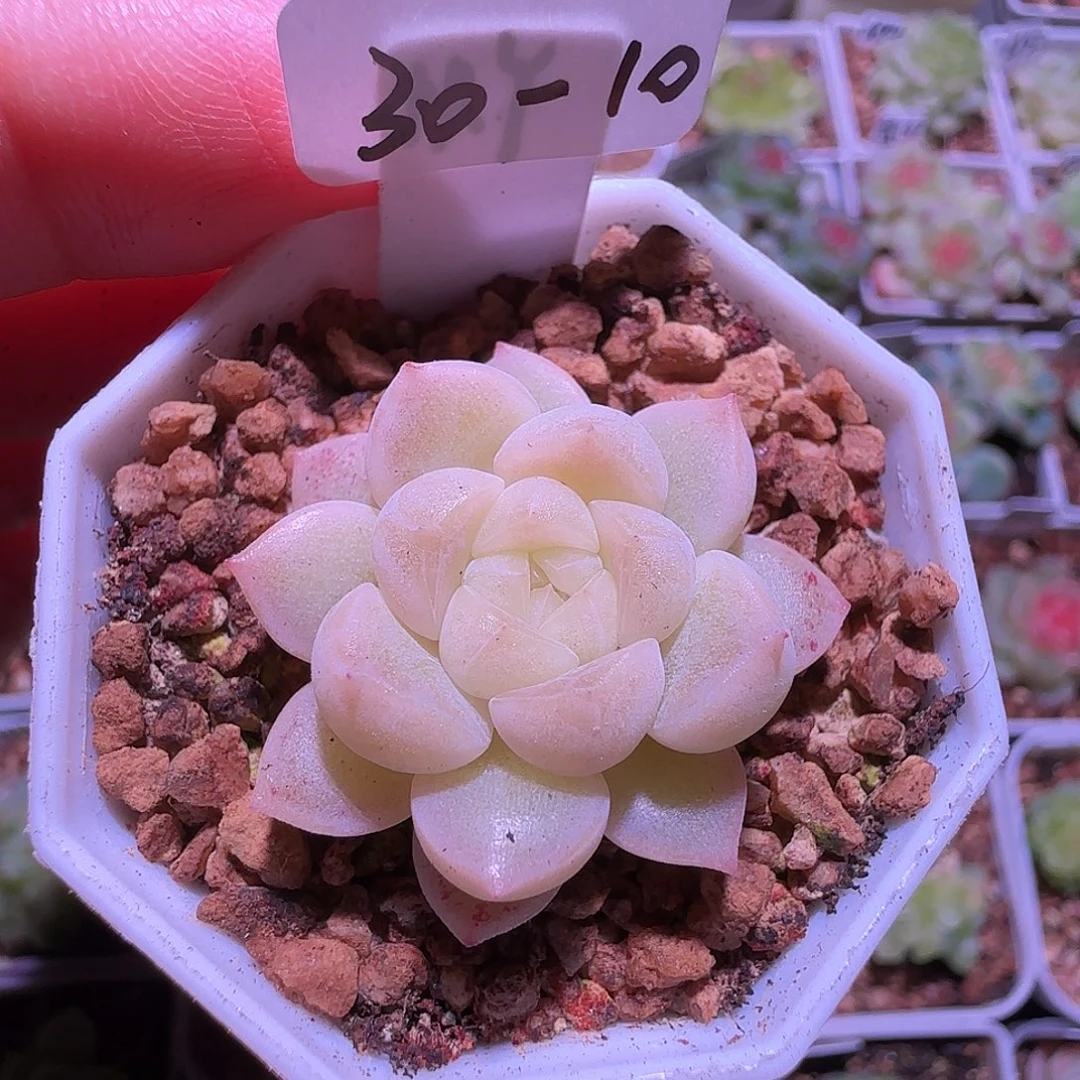 30-10福利密语财富密码单头