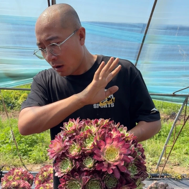 精品天合好看好养