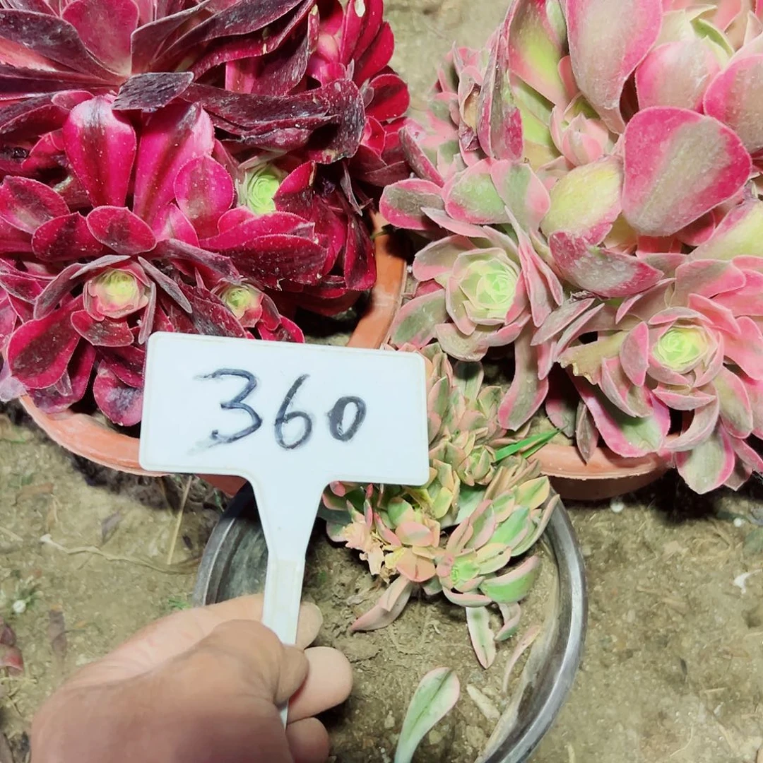 奶*?多肉植物组合3个