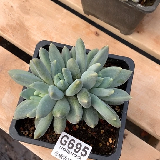 胖体哥特695 全场处理默认微瑕7-8天发货