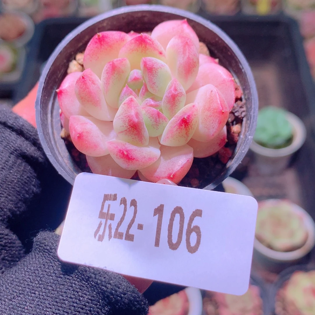 乐然22-106 新品单头