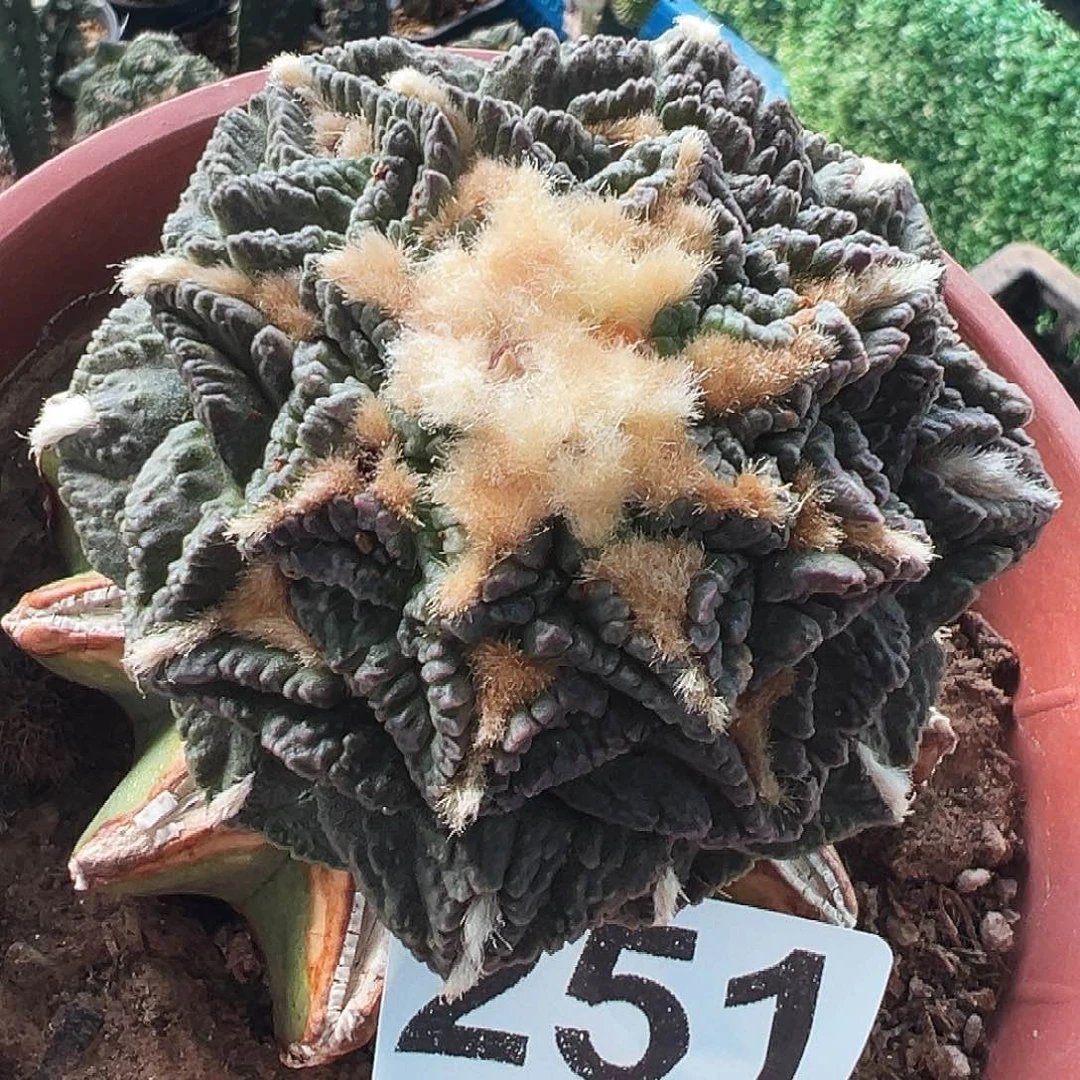 无花朵福利紫肌隔尤龟甲牡丹251