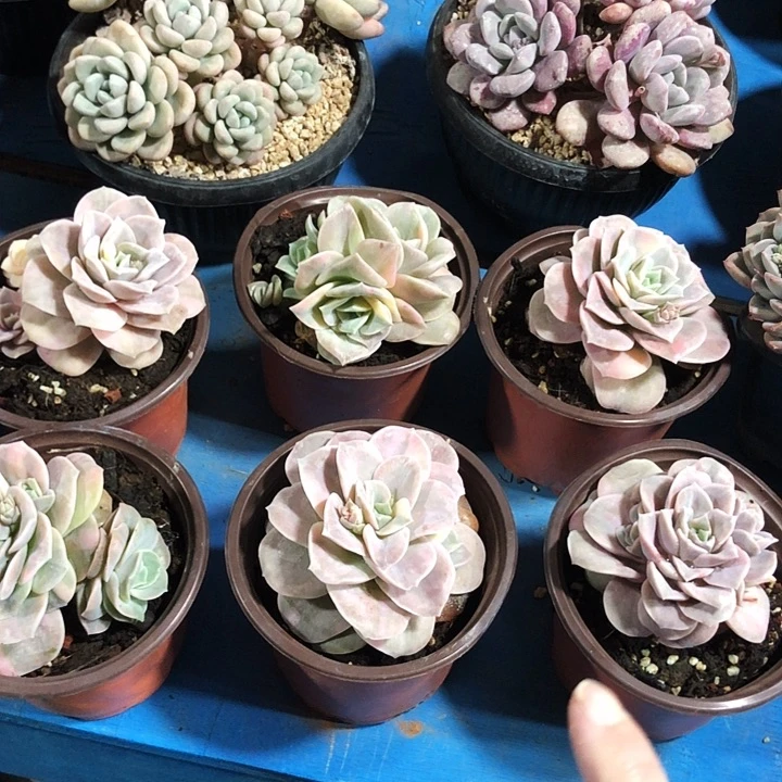 可爱玫瑰锦多肉植物