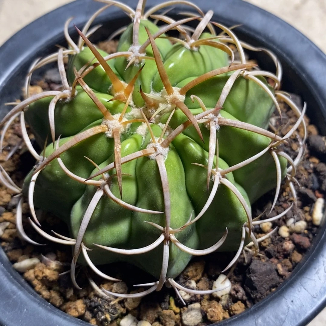 金刺圆盘玉实生仙人球