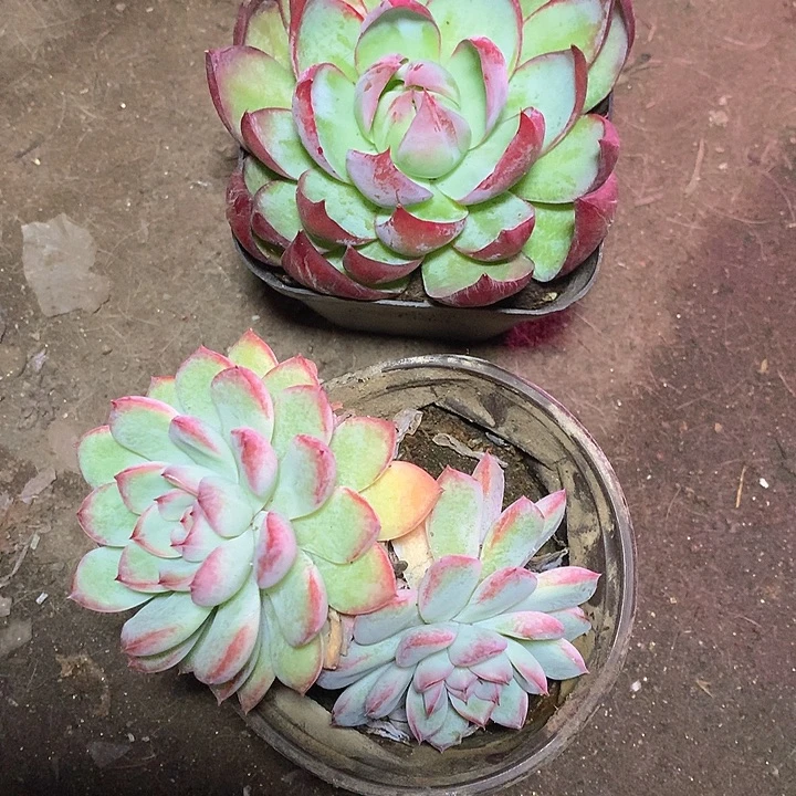 芒****老猫猫多肉一物一拍