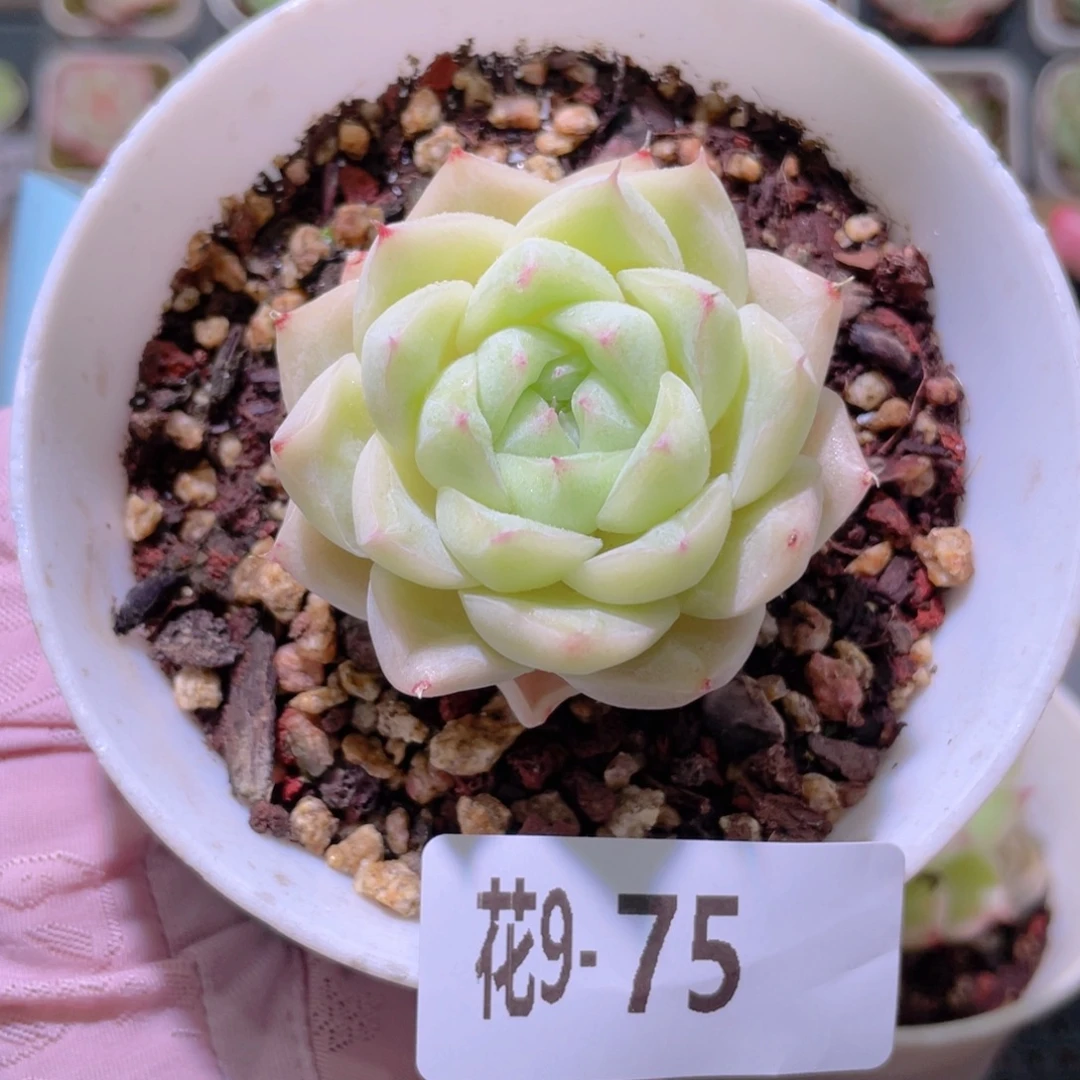 花利美9-75麦秆单头