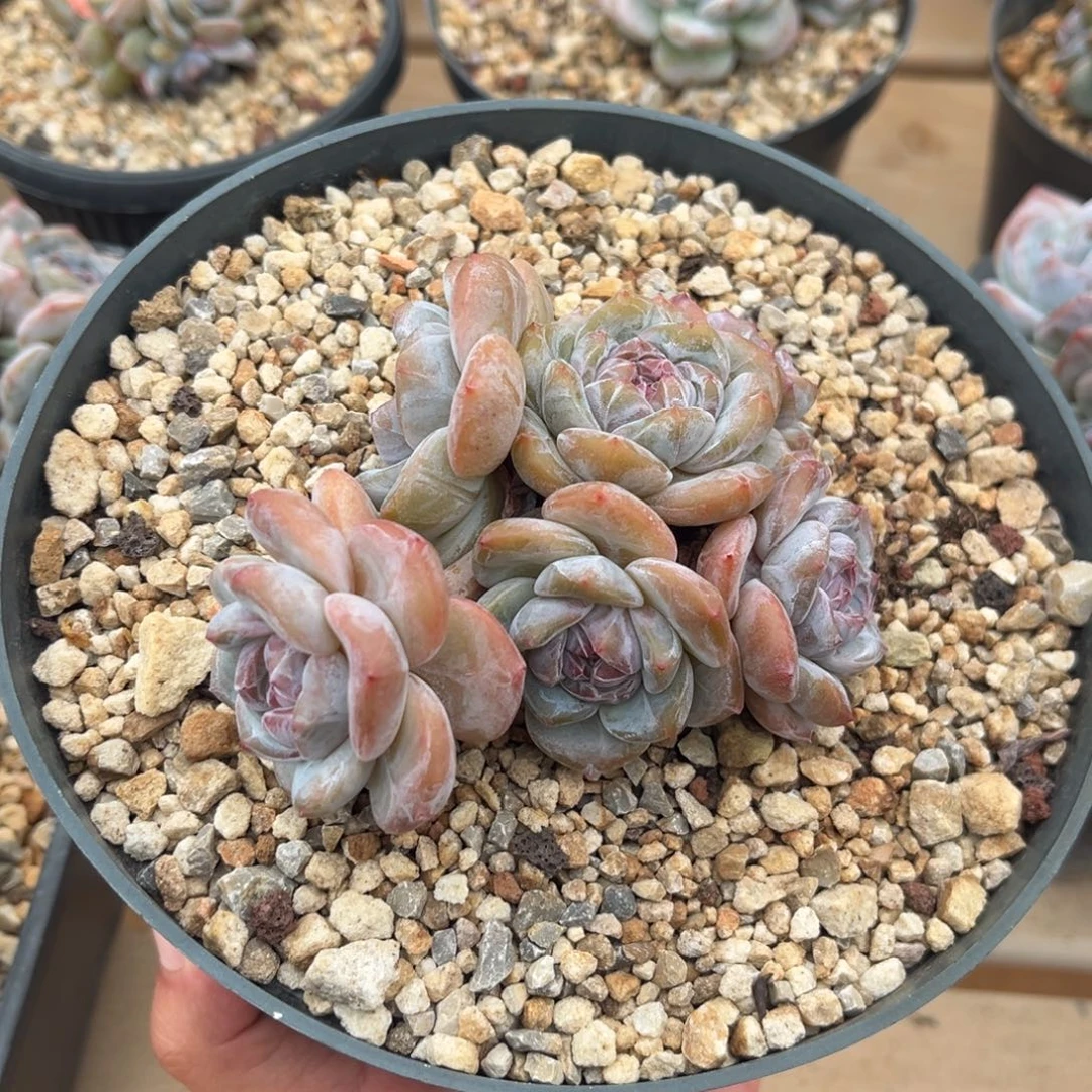 6头趴地带飘枝哈哈哈哈