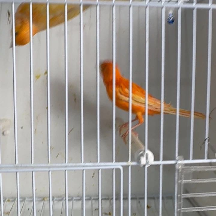 小***6文鸟辣椒公一只，明天发