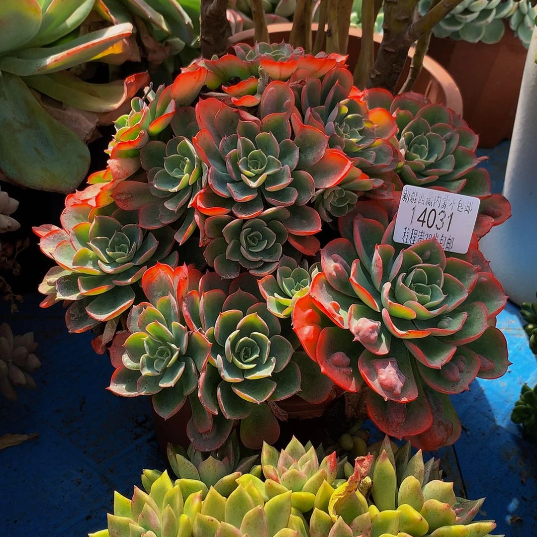 咖***啡雨滴14031多肉多肉