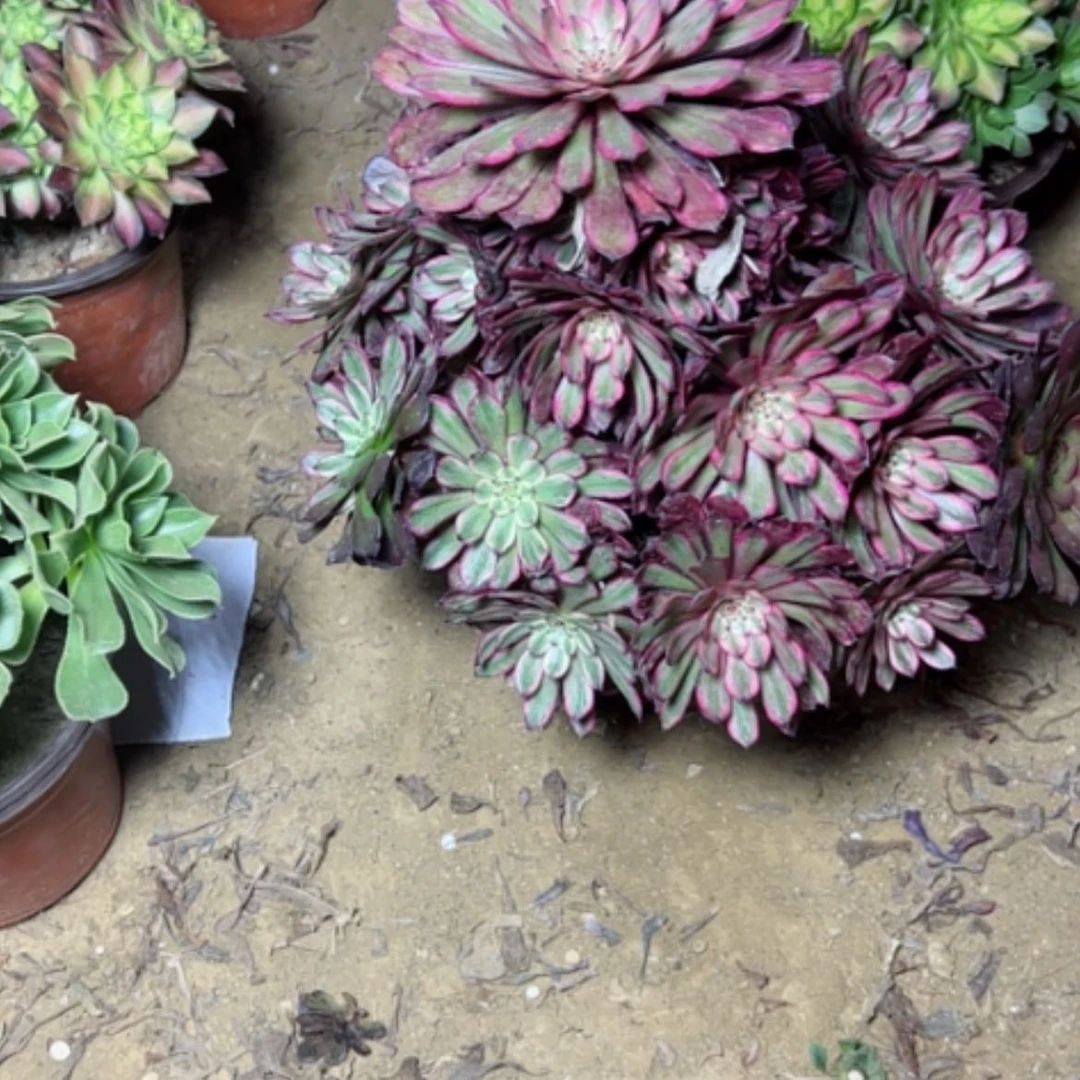 【闪购商品】每****笑多肉植物紫霞43