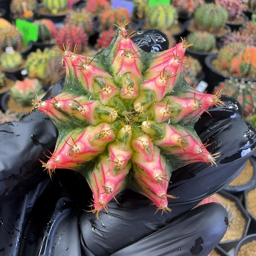 好彩，泰系名品侧芽