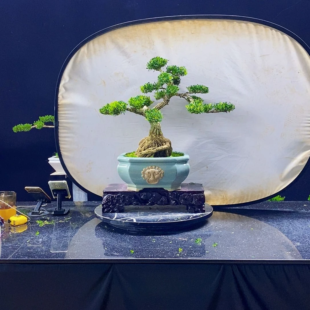 无花朵黄杨盆景造型