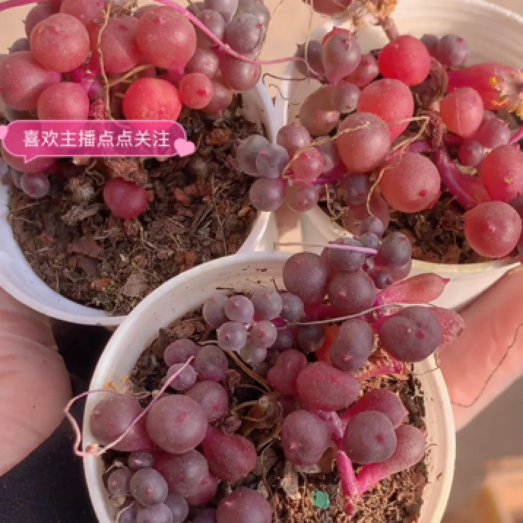 （需要5元包邮） 紫玄月 4-5cm 多肉植物 猫小姐多肉