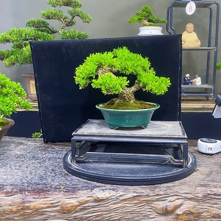 无花朵黄杨盆景四季常青