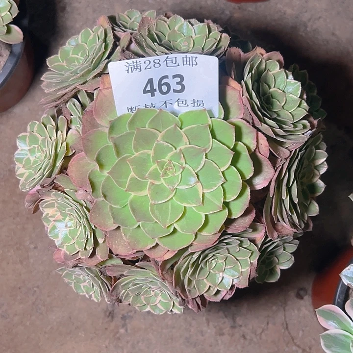 463莲花座多肉植物