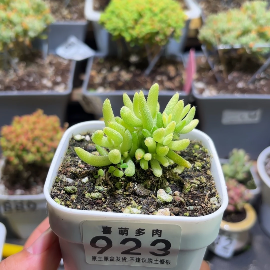 枝干番杏玉米锦923