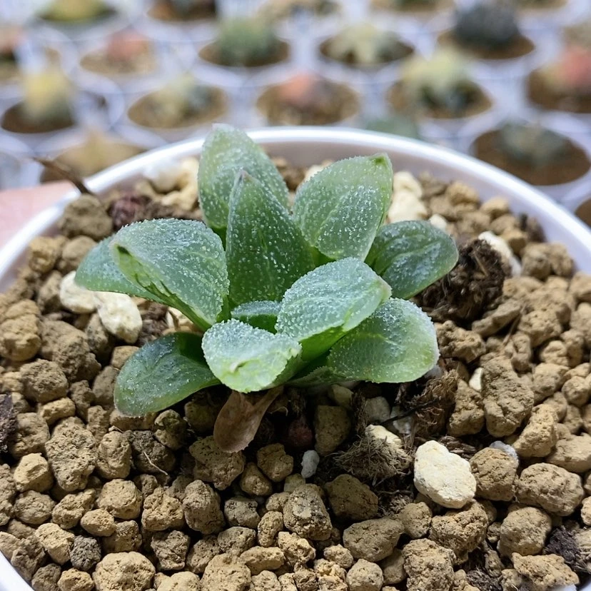 【闪购商品】147变异蓝光磨面锦