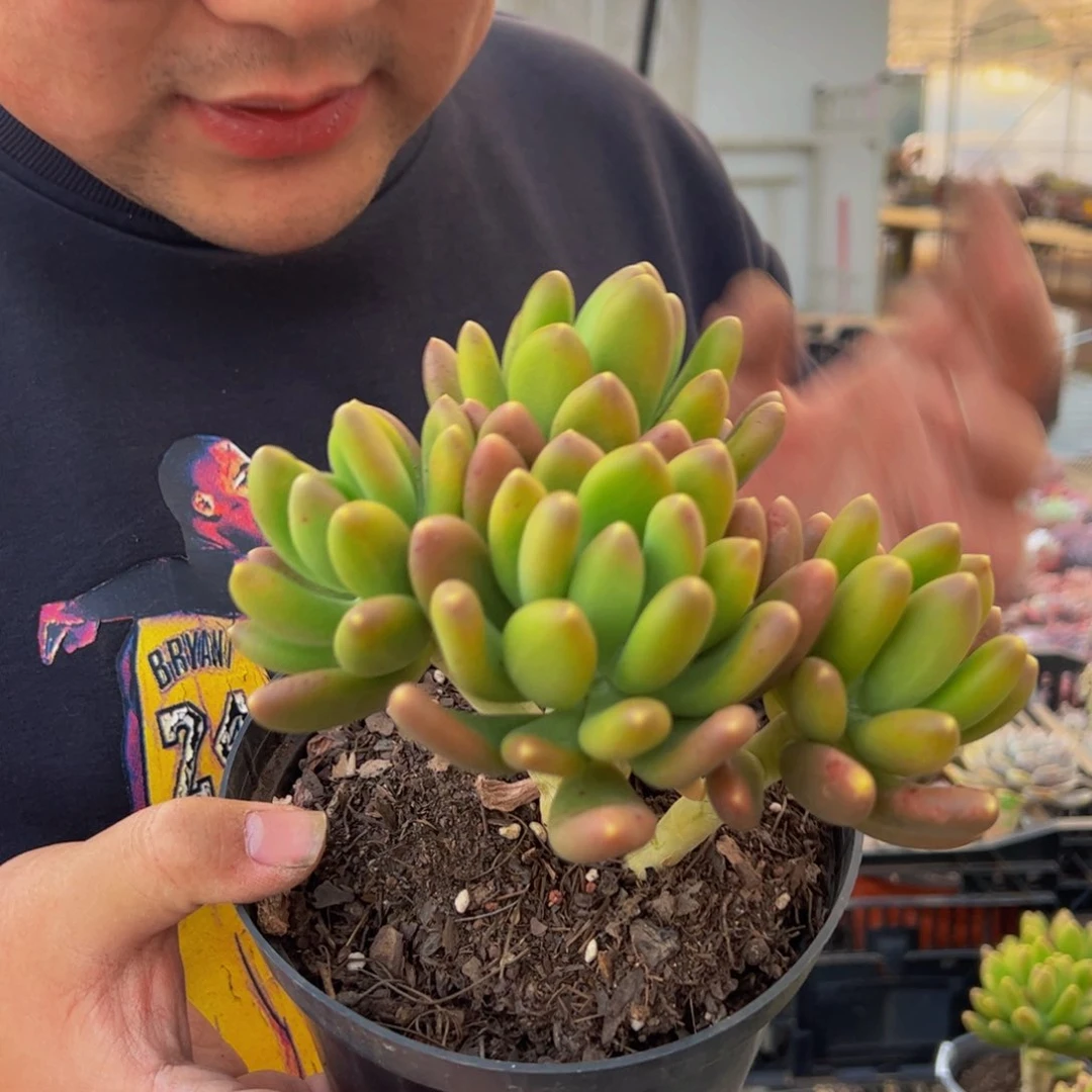 金禅群生四头起多肉植物