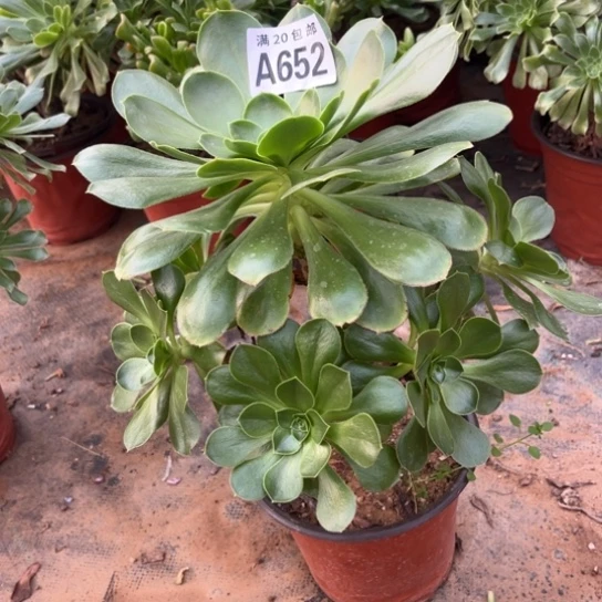 652军美丽不包断枝