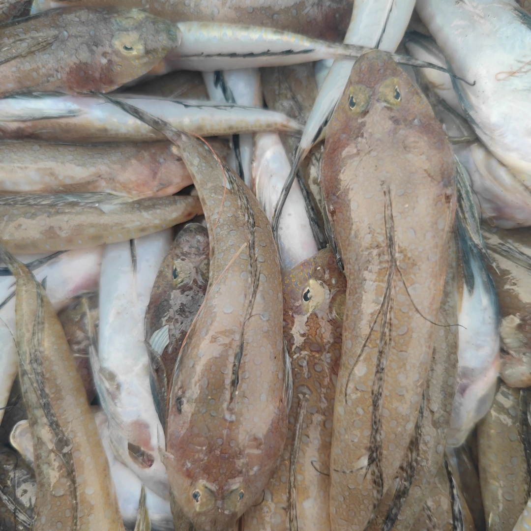 鸡腿鱼箭头鱼鲜美腊身顺丰冷链直达