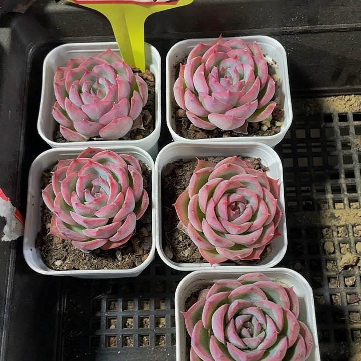 5.5方单头侧影带盆土