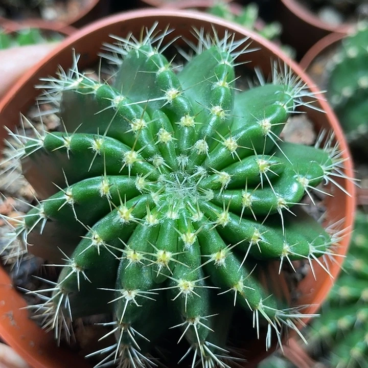 实生彩草增棱带盆土