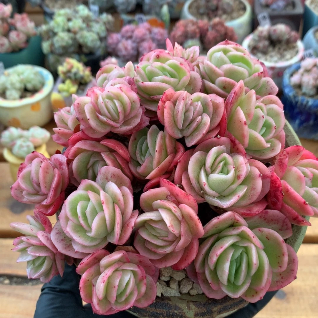 冰玫瑰一物一拍 048