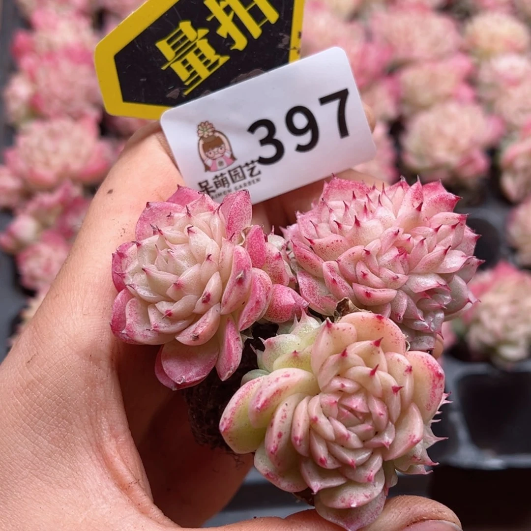 多肉植物多肉植物