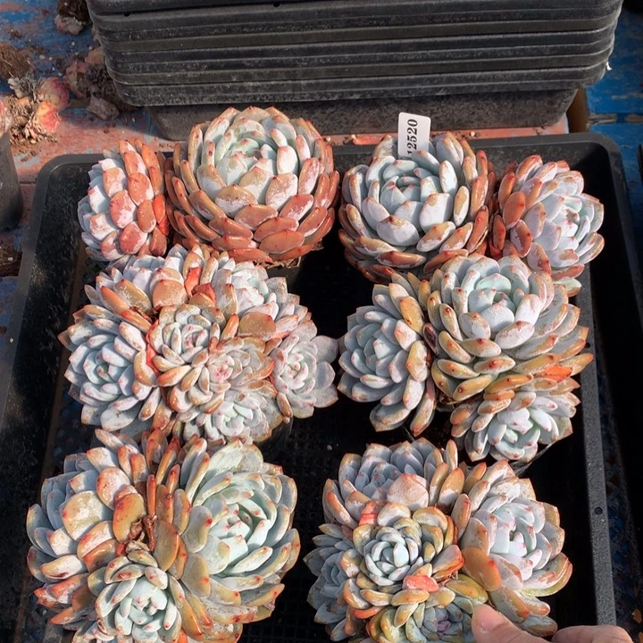 宇***哥12520六个嗯嗯嗯嗯嗯嗯好喜欢