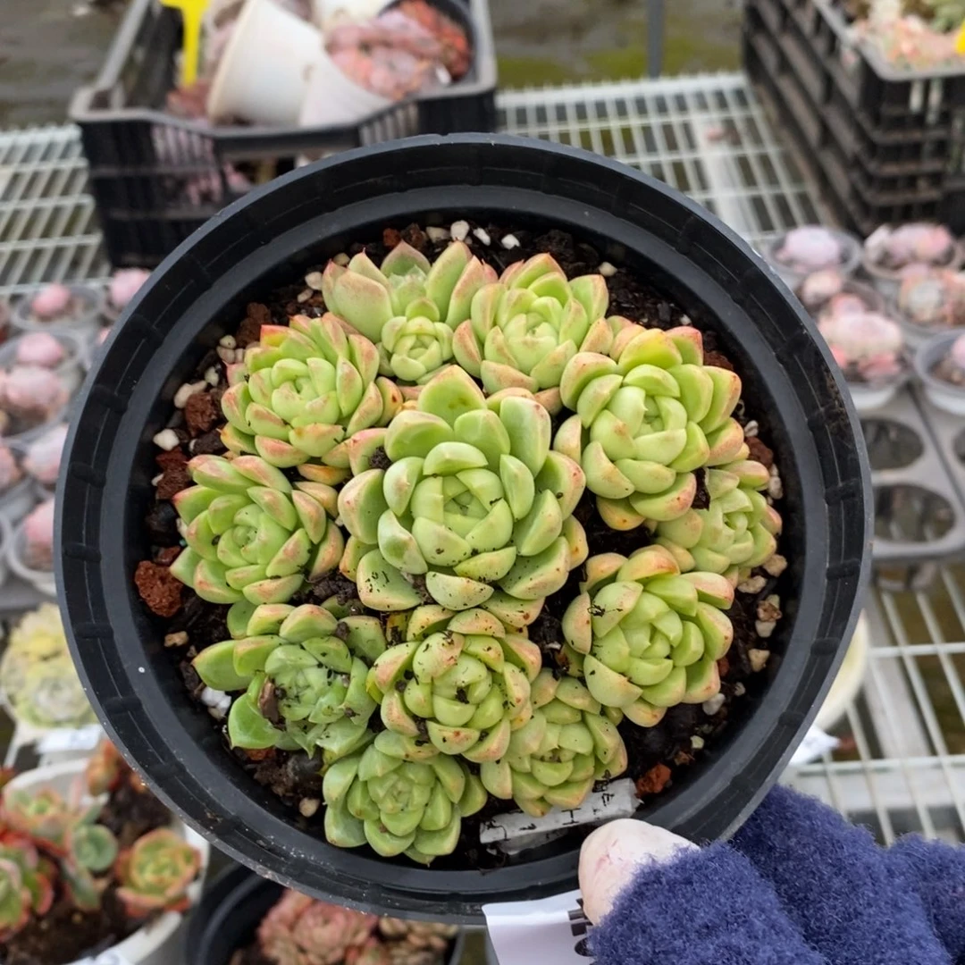 4255不知名一物一拍