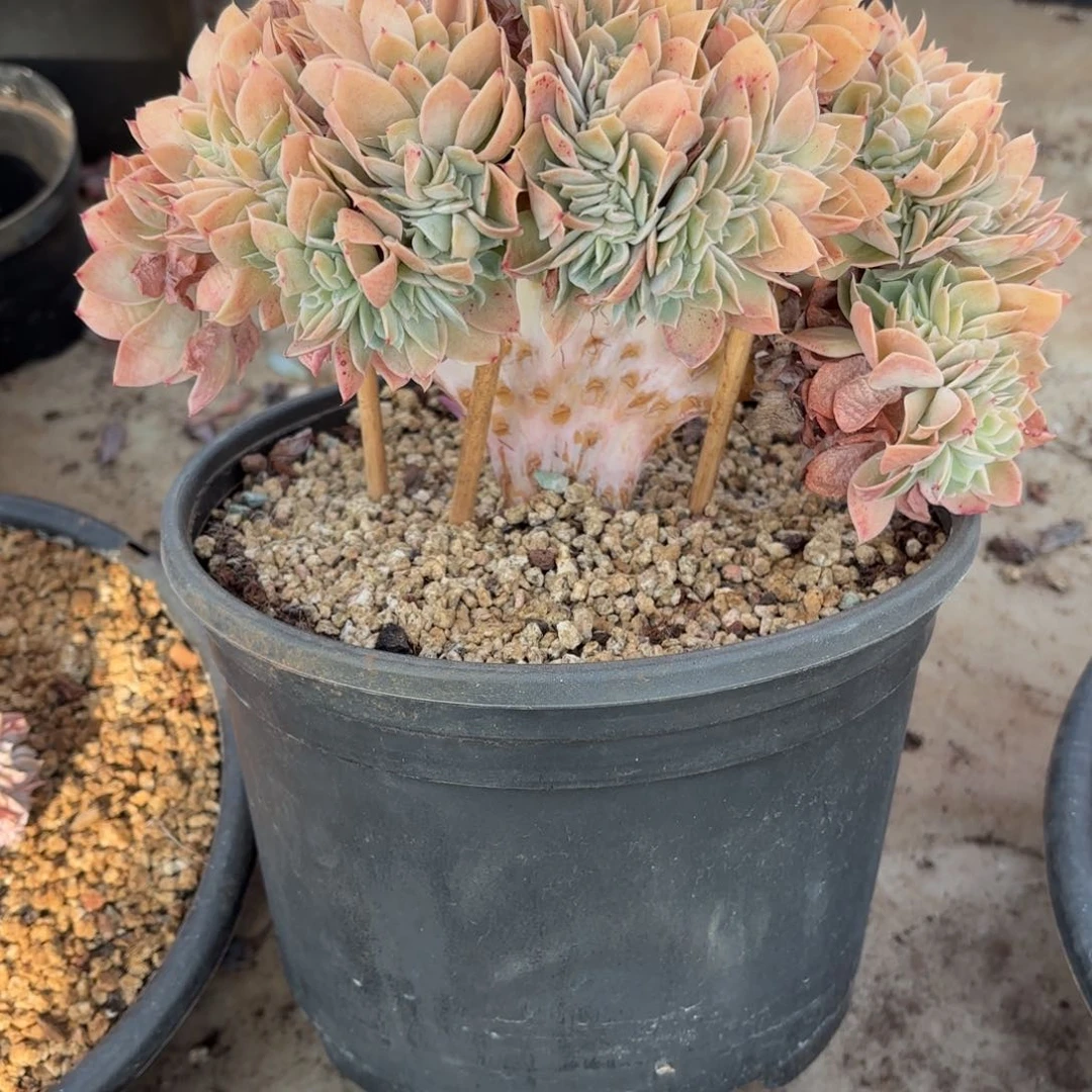 格莱美阿文的丝绸缀化