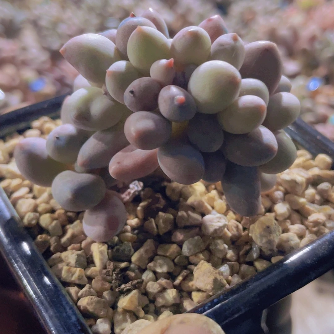 奶尖 多肉植物群生