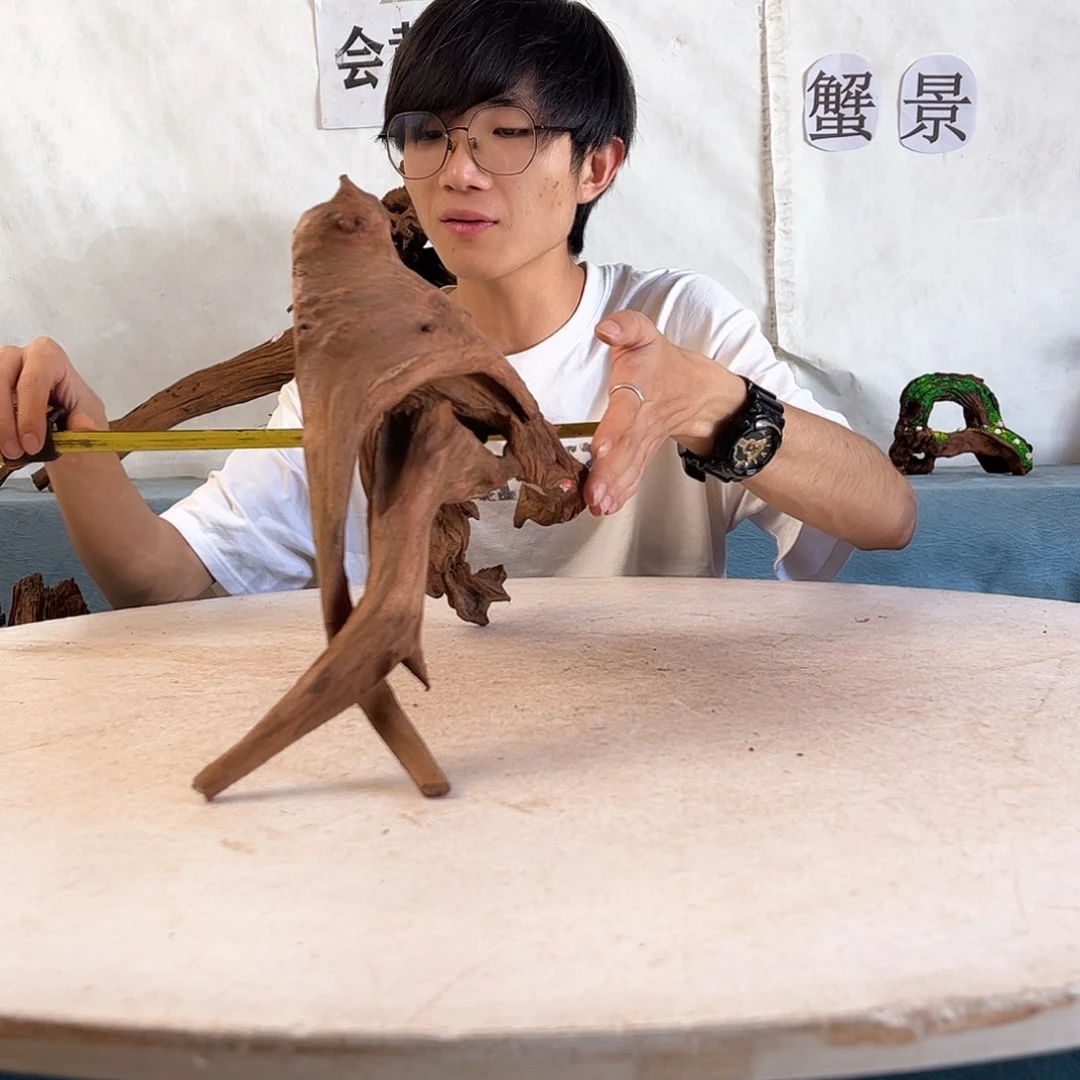 沉木造景爬宠造景