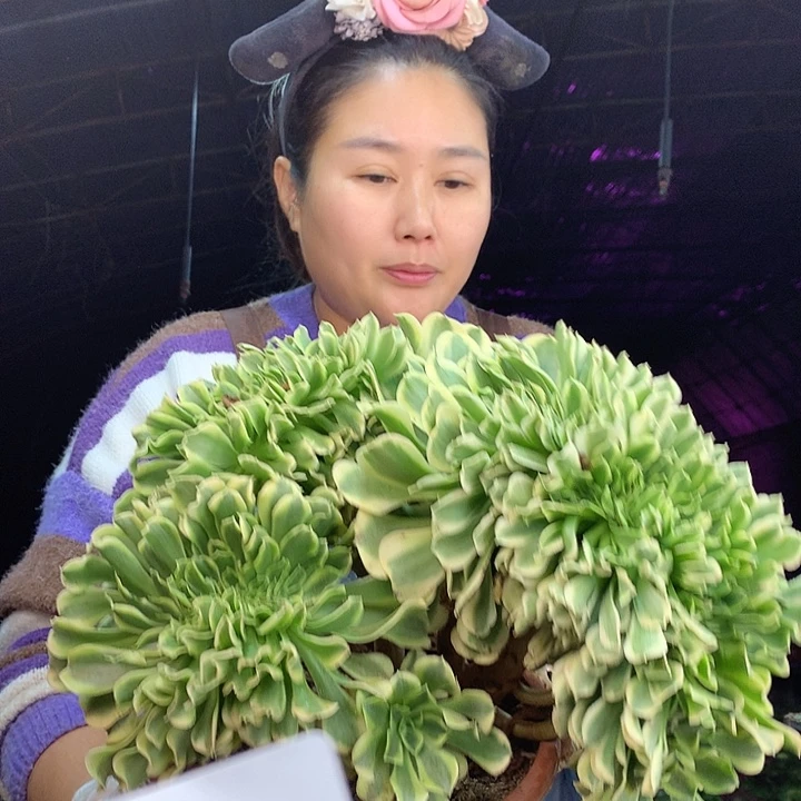 柒柒精品多肉脱土发货不包断侧枝T012