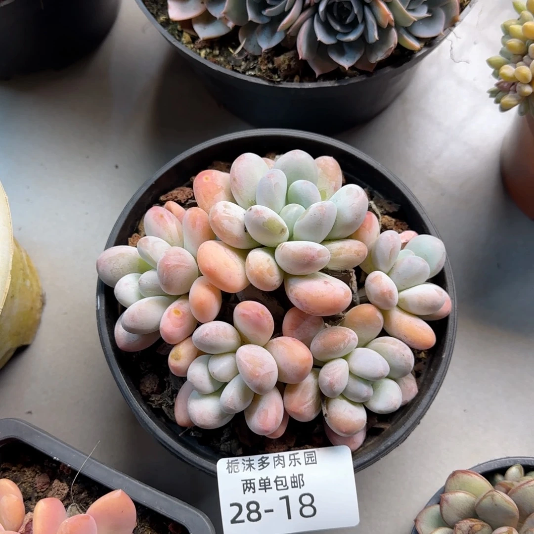 达***达28-18香水多肉植物