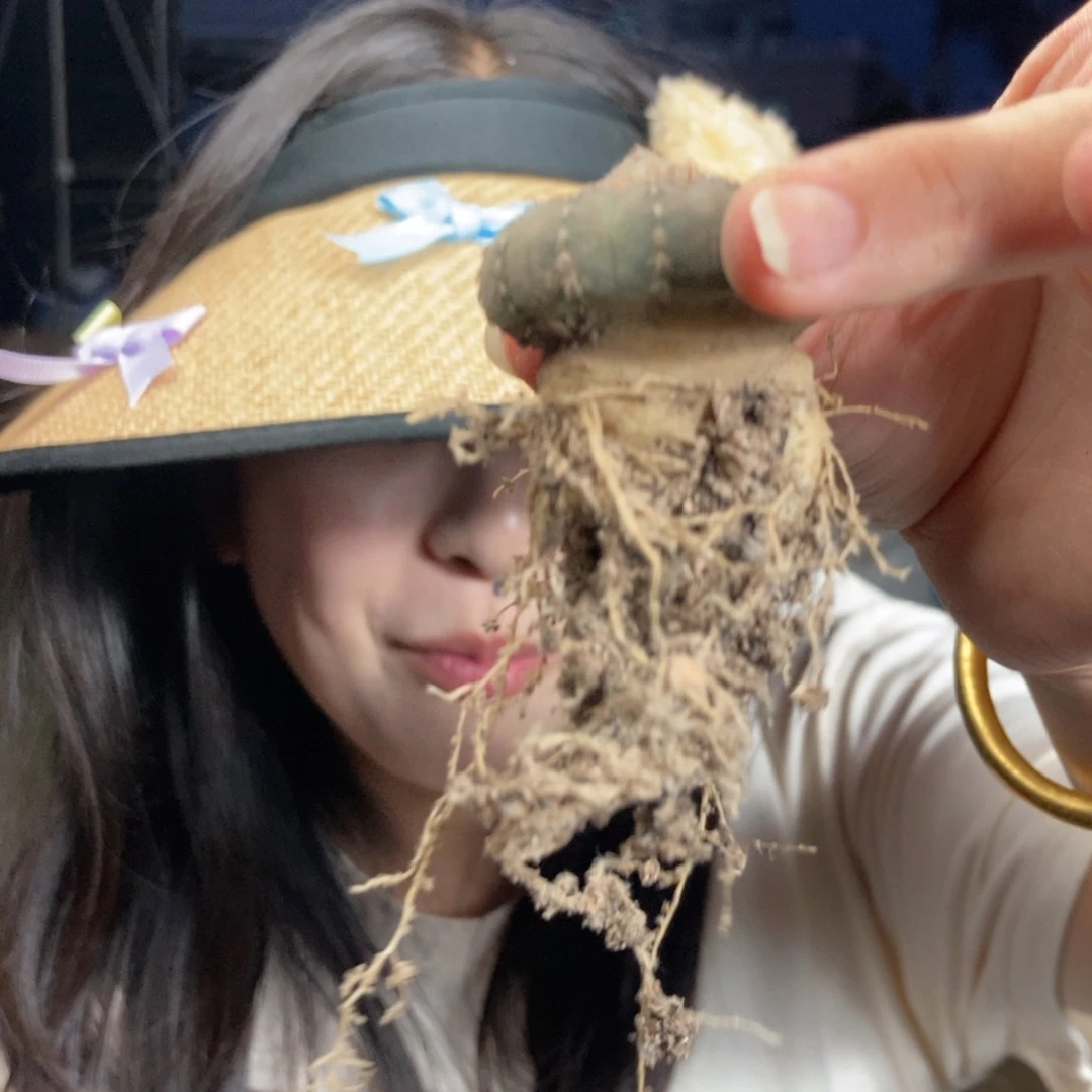 217土童一物一拍仙人球