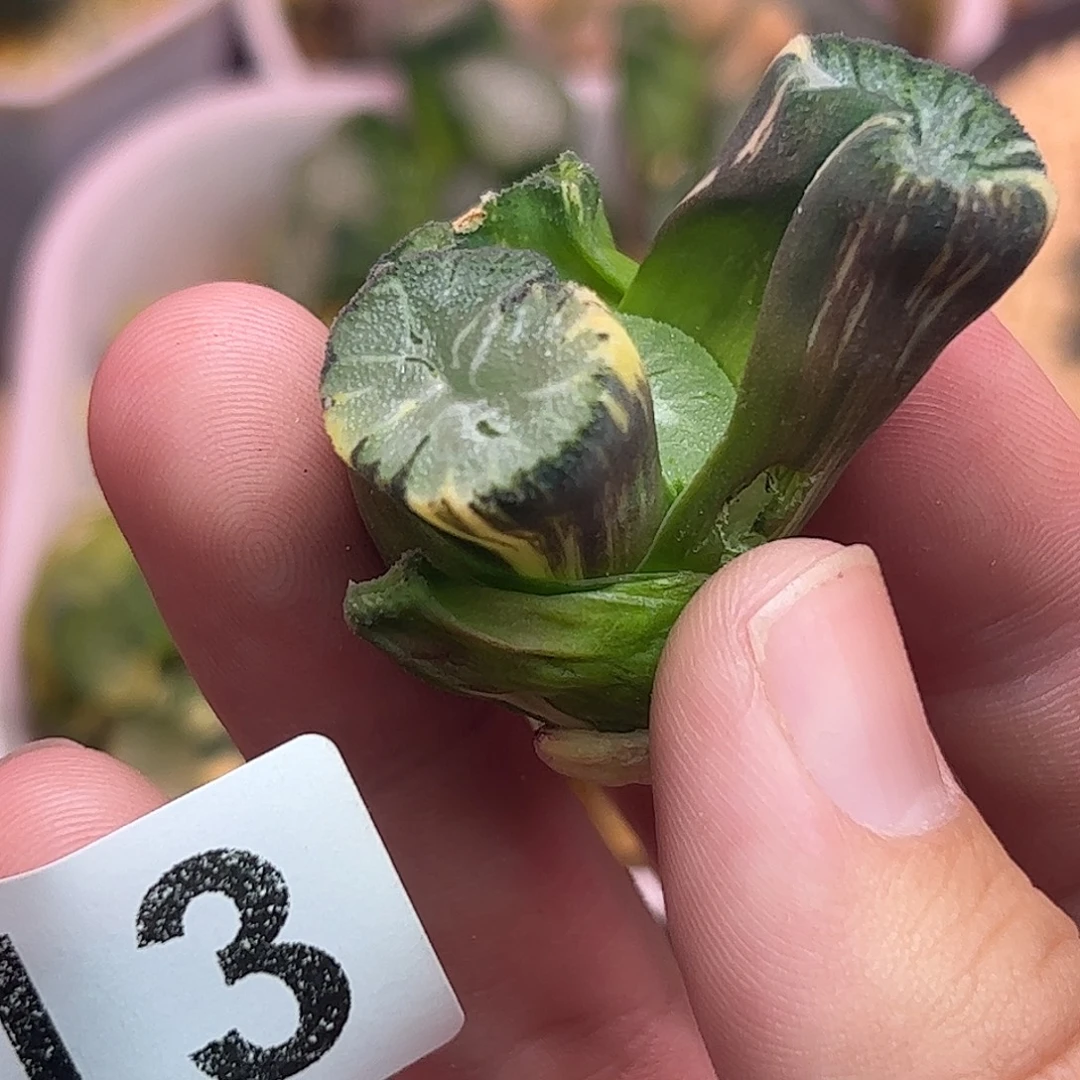 813花玲锦十二卷多肉