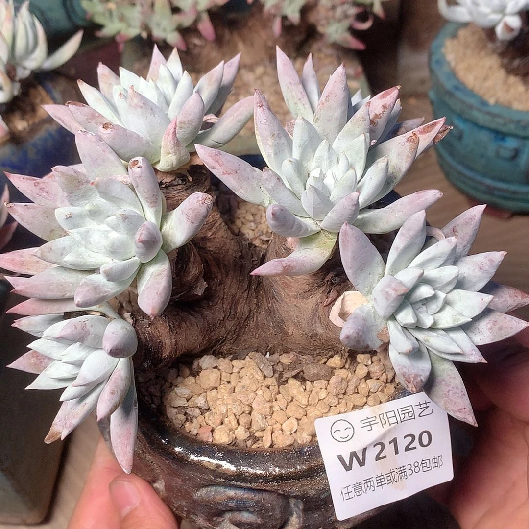 2120刘丹白毫杂交仙女杯