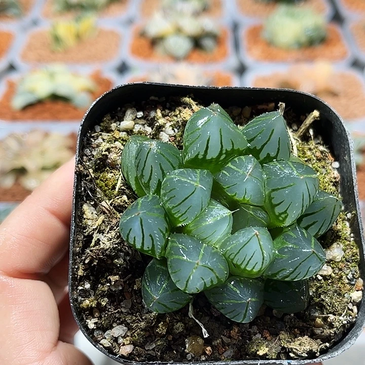 十二卷多肉oh玉露