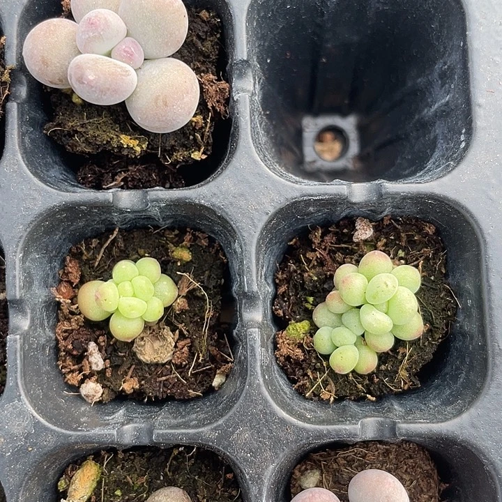 萤火虫发3颗满18包邮