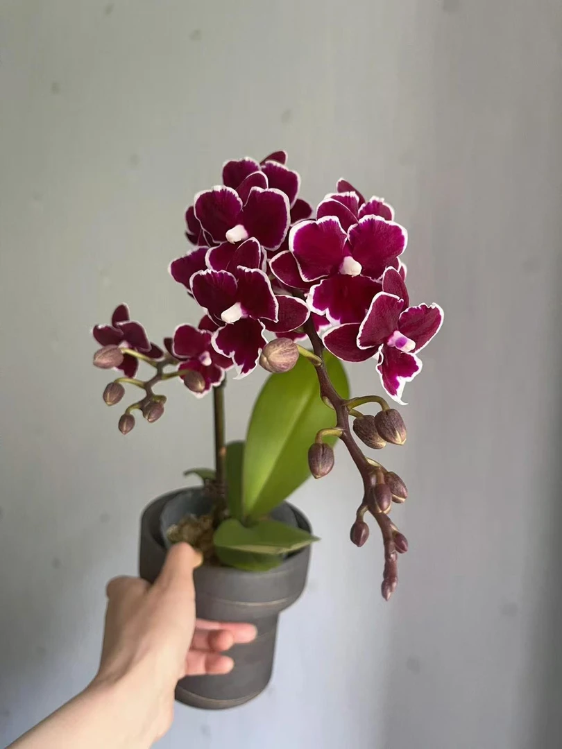 【黑牡丹】1花剑蝴蝶兰 稀有贵货品种 梗苗不带花