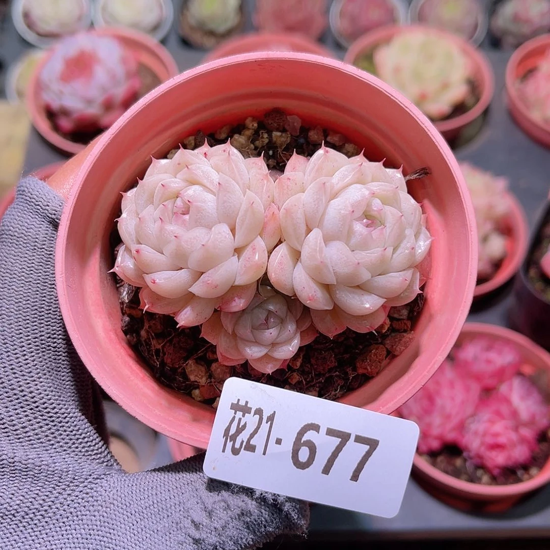 花21-677麦秆三头