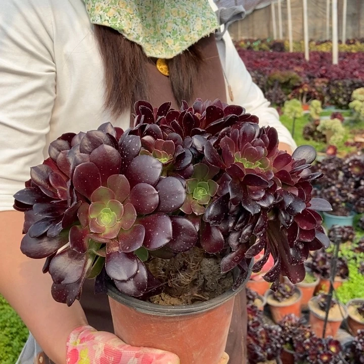 231欧紫缀化老桩朵朵