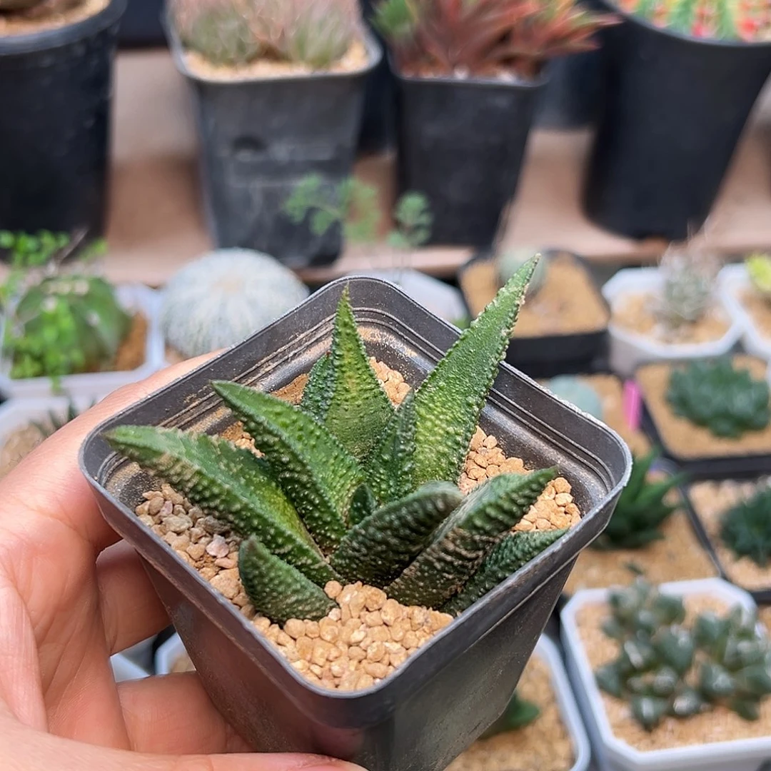 好品种硬叶十二卷一颗