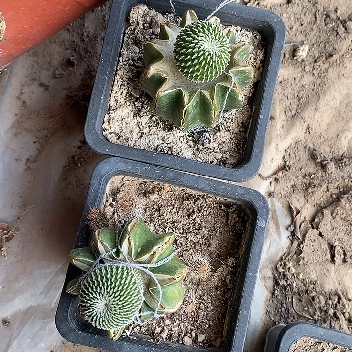 草球接精巧殿刺缀一颗