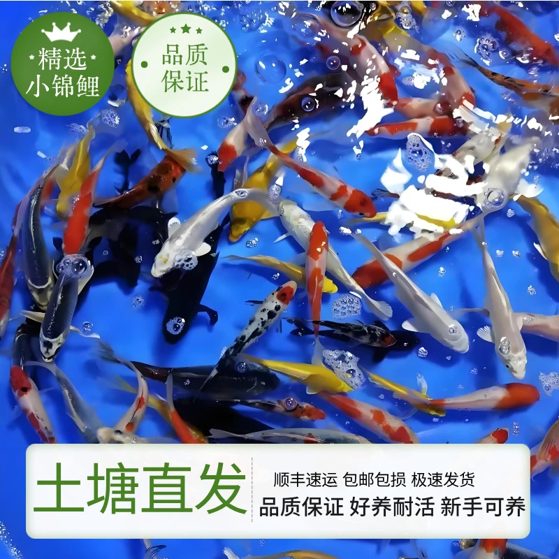 锦鲤活鱼黄金锦鲤火鲤淡水好养易活鱼金鱼小型纯种锦鲤小锦鲤鱼苗