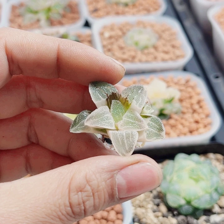 多****-十二卷 白雪公主锦